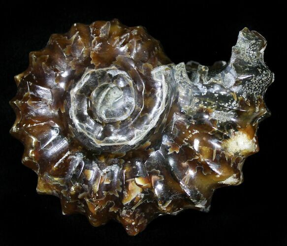 Polished, Agatized Douvilleiceras Ammonite - #29306